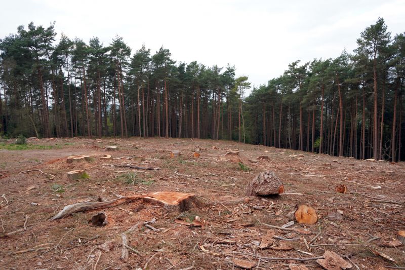 Increase Your Land Clearing Business with an AI Driven, Targeted Website