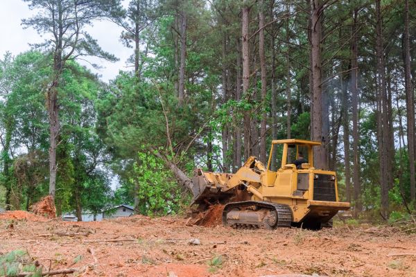 Trees Clearing in New Smyrna Beach
