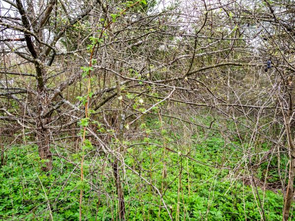 Underbrush Clearing in New Smyrna Beach