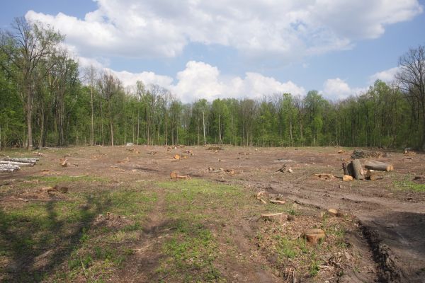 Cost of Pasture Clearing in New Smyrna Beach