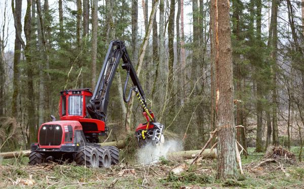 Cost of Forest Clearance Service in New Smyrna Beach