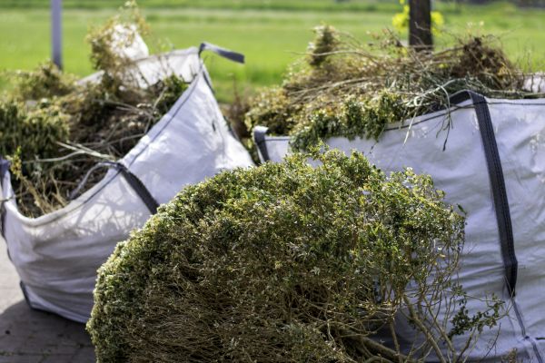 Cost of Bushes Clearing in New Smyrna Beach
