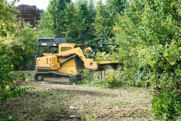 Cost of Pathway Clearing in New Smyrna Beach