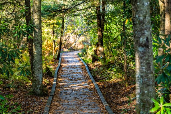Cost of Trail Clearing in New Smyrna Beach
