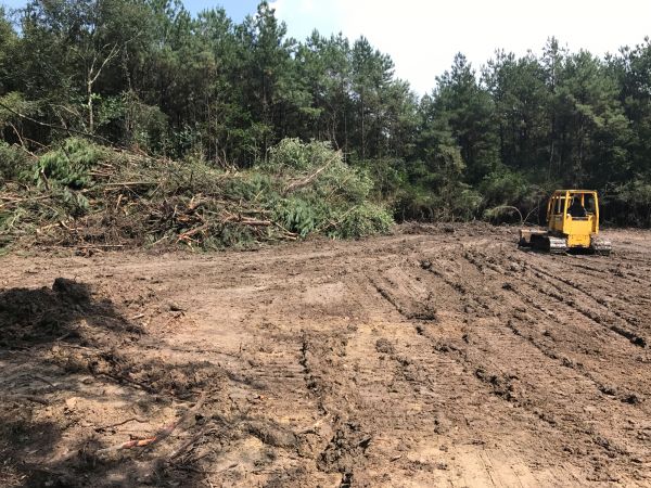 Cost of Thicket Clearing in New Smyrna Beach