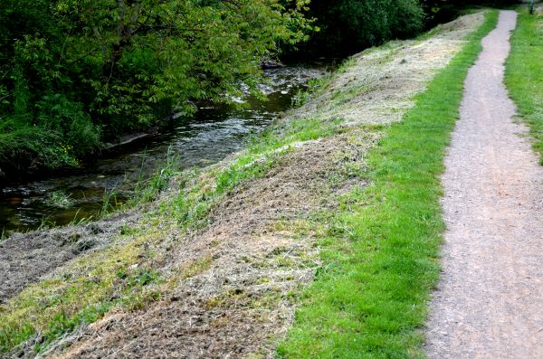 Cost of Trail Cutting in New Smyrna Beach